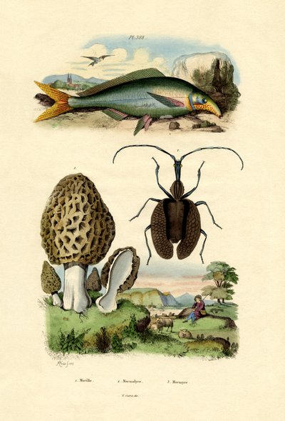 Ehető Morel, 1833-39 alkotó: French School